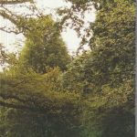 Vaivarienė Dalija. Tiesiog gyvenimas