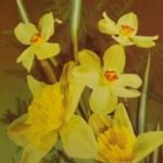 Atvirukas su gėlėmis,1989