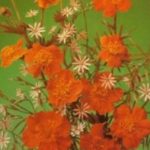 Atvirukas su gėlėmis, 1989