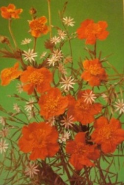 Atvirukas su gėlėmis, 1989