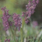 Atvirukas "Daug laimės!" 1982