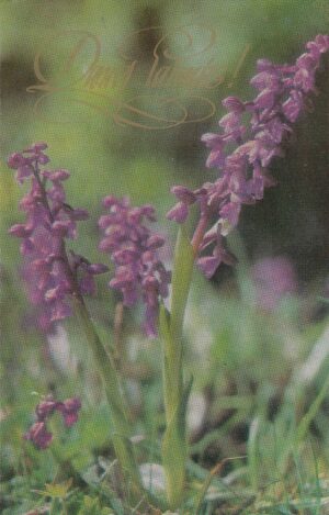 Atvirukas "Daug laimės!" 1982