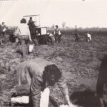 Sena fotografija "Bulviakasis"