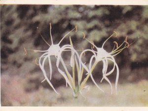 Atvirukas Vilniaus universiteto botanikos sodas