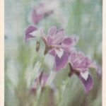 Atvirukas Vilniaus universiteto botanikos sodas