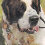 Kalendoriukas , 1991