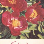 Atvirukas „Поздравляем!“ 1968