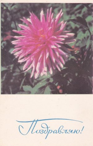 Atvirukas „Поздравляю!“