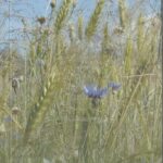 Vaivarienė Dalija. Tai vis tu