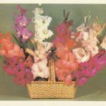 Atvirukas su gėlėmis, 1984