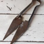 Žirklės avims kirpti