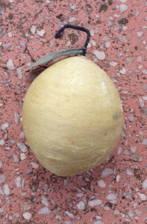 Senas eglutės žaisliukas "Citrina" - Image 2