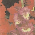 Kardeliai. Veislių katalogas.