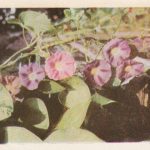 atvirukas "Vilniaus universiteto botanikos sodas. Vienmečiai vijokliniai augalai. Paprastasis sukutis"