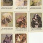 Kalendoriukų rinkinys, 1988