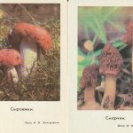 Kalendoriukai 1978 2 vnt.