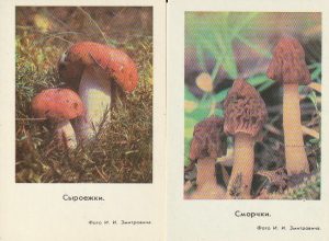 Kalendoriukai 1978 2 vnt.