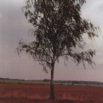 Vaičaitienė Danutė. Pajotijo kaimas