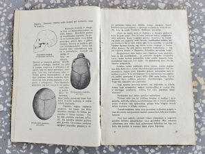 Kun. TH. Moreux. Kas mes esame? - Image 3