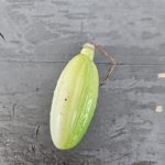 Senas eglutės žaisliukas "Agurkas"