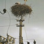 Atvirukas "Išsaugoti namai"