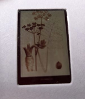 Mokomųjų skaidrių rinkinys "Prieskoniai" (40 vnt.) - Image 3