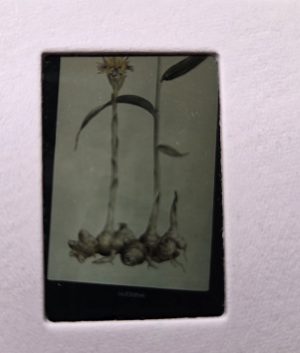 Mokomųjų skaidrių rinkinys "Prieskoniai" (40 vnt.) - Image 4